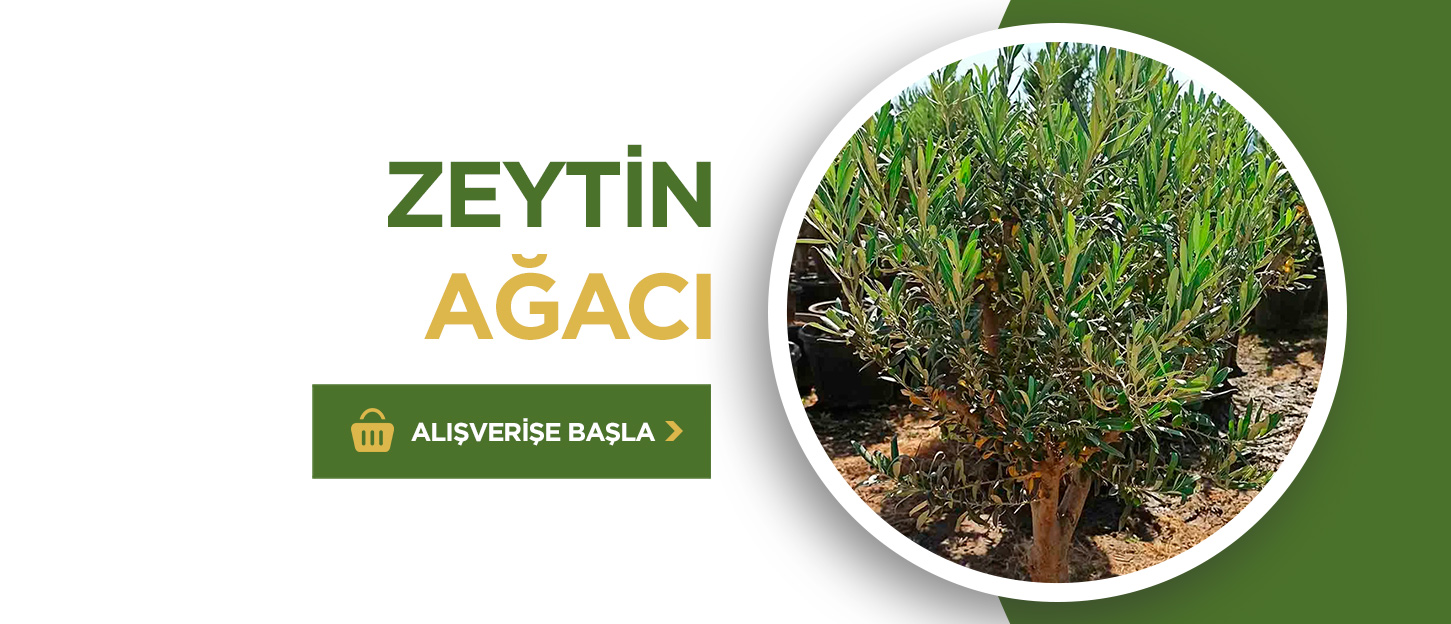 Toprak Botanik Peyzaj Ürünleri