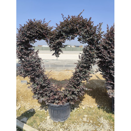 Toprak Botanik Peyzaj Ürünleri