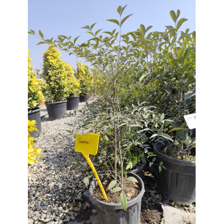 Toprak Botanik Peyzaj Ürünleri