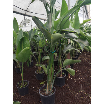 Toprak Botanik Peyzaj Ürünleri