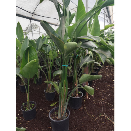 Toprak Botanik Peyzaj Ürünleri