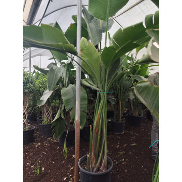 Toprak Botanik Peyzaj Ürünleri