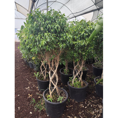 Toprak Botanik Peyzaj Ürünleri