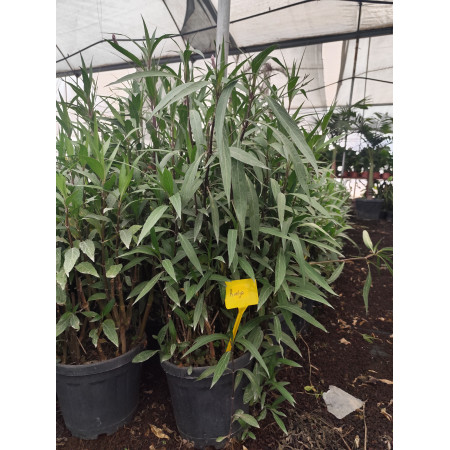 Toprak Botanik Peyzaj Ürünleri