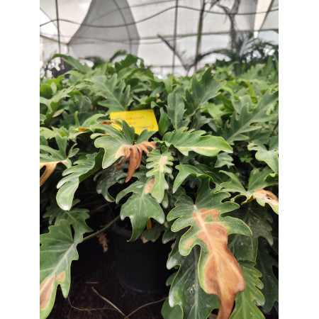 Toprak Botanik Peyzaj Ürünleri