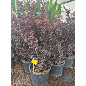 Toprak Botanik Peyzaj Ürünleri