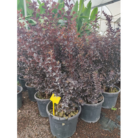 Toprak Botanik Peyzaj Ürünleri