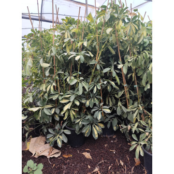 Toprak Botanik Peyzaj Ürünleri