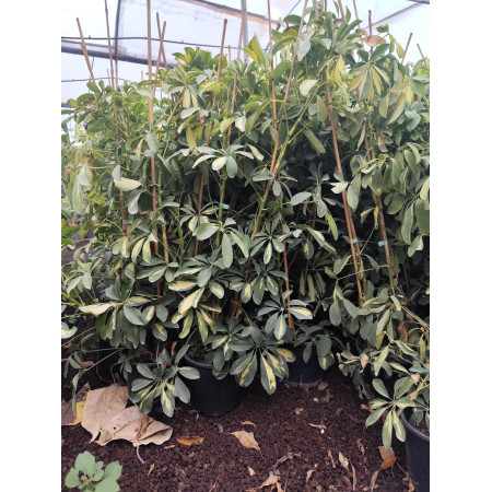 Toprak Botanik Peyzaj Ürünleri