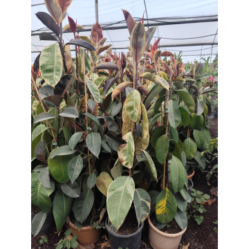 Toprak Botanik Peyzaj Ürünleri