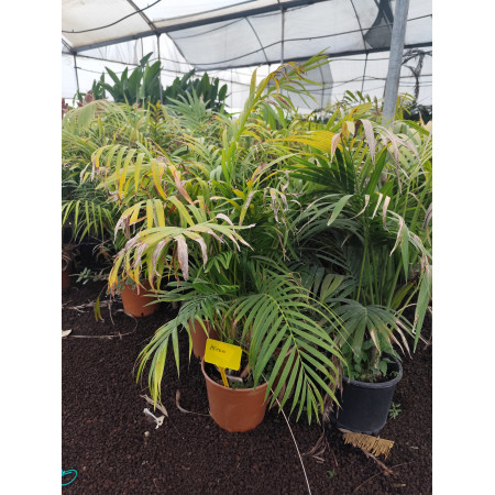 Toprak Botanik Peyzaj Ürünleri