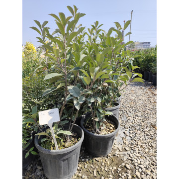 Toprak Botanik Peyzaj Ürünleri