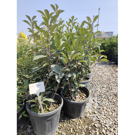 Toprak Botanik Peyzaj Ürünleri