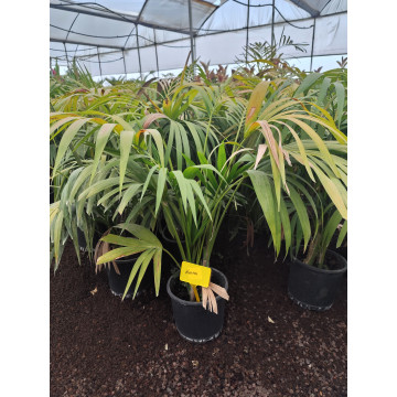 Toprak Botanik Peyzaj Ürünleri