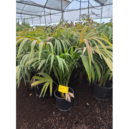 Toprak Botanik Peyzaj Ürünleri