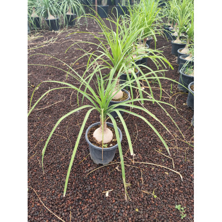 Toprak Botanik Peyzaj Ürünleri