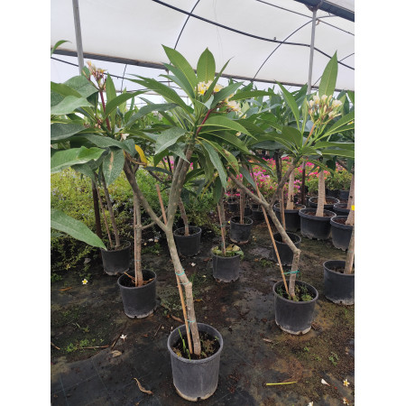 Toprak Botanik Peyzaj Ürünleri