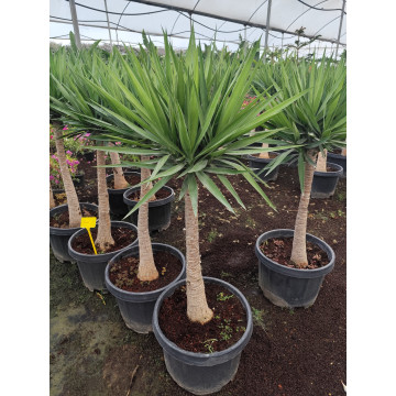 Toprak Botanik Peyzaj Ürünleri