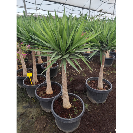 Toprak Botanik Peyzaj Ürünleri