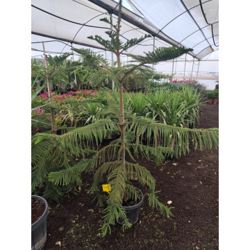 Toprak Botanik Peyzaj Ürünleri