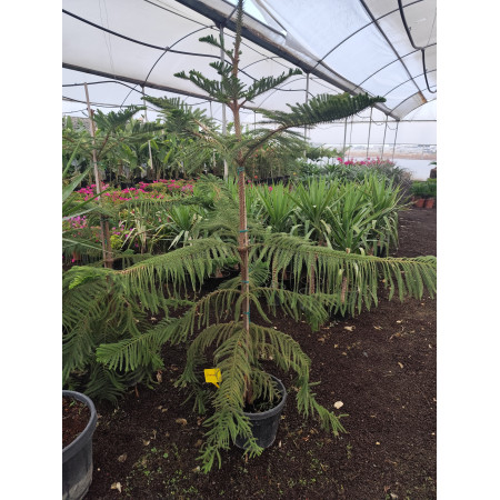 Toprak Botanik Peyzaj Ürünleri