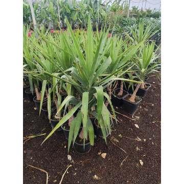 Toprak Botanik Peyzaj Ürünleri