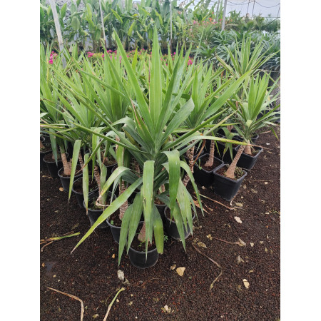 Toprak Botanik Peyzaj Ürünleri