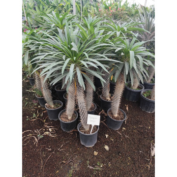 Toprak Botanik Peyzaj Ürünleri