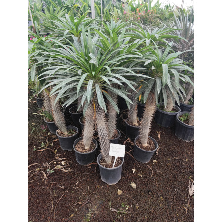 Toprak Botanik Peyzaj Ürünleri