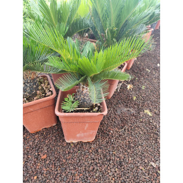 Toprak Botanik Peyzaj Ürünleri