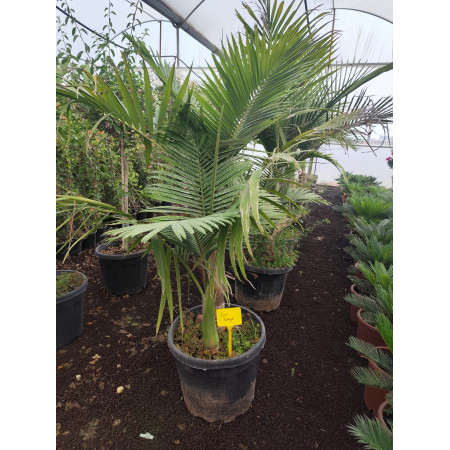 Toprak Botanik Peyzaj Ürünleri