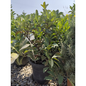 Toprak Botanik Peyzaj Ürünleri