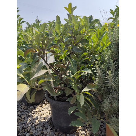 Toprak Botanik Peyzaj Ürünleri