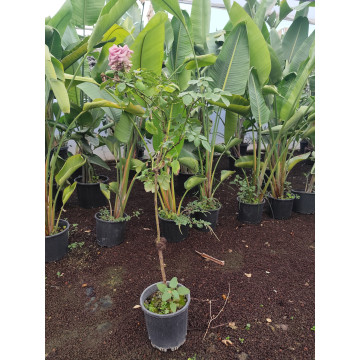 Toprak Botanik Peyzaj Ürünleri