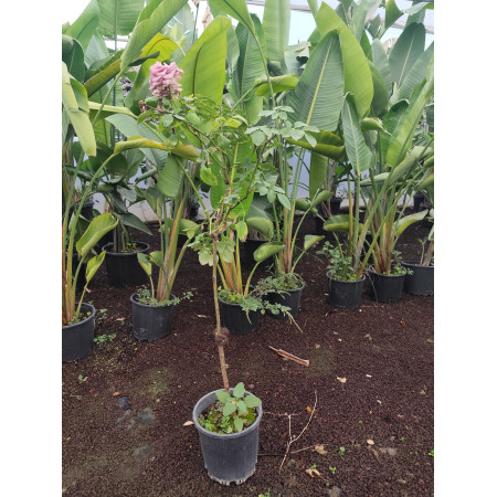 Toprak Botanik Peyzaj Ürünleri