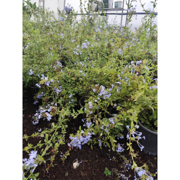 Toprak Botanik Peyzaj Ürünleri