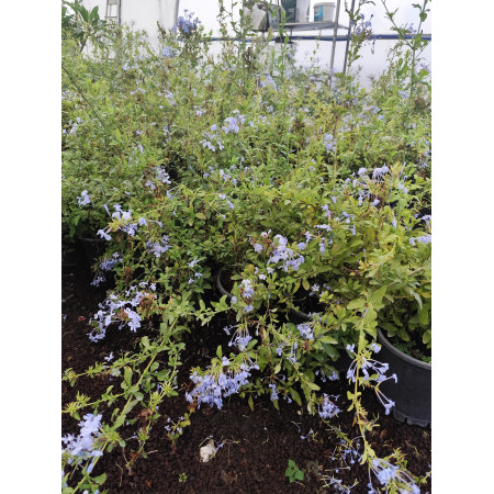 Toprak Botanik Peyzaj Ürünleri