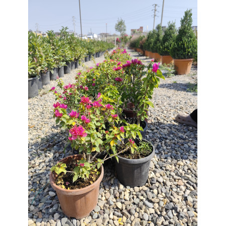 Toprak Botanik Peyzaj Ürünleri