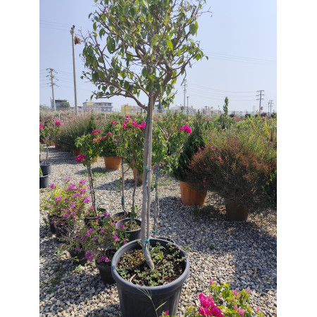 Toprak Botanik Peyzaj Ürünleri