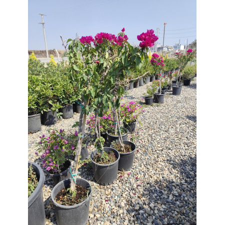 Toprak Botanik Peyzaj Ürünleri