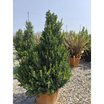 Toprak Botanik Peyzaj Ürünleri