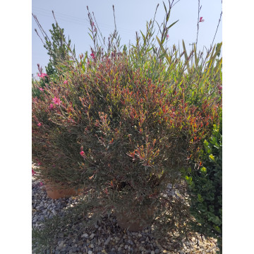 Toprak Botanik Peyzaj Ürünleri