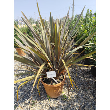 Toprak Botanik Peyzaj Ürünleri