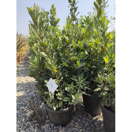 Toprak Botanik Peyzaj Ürünleri