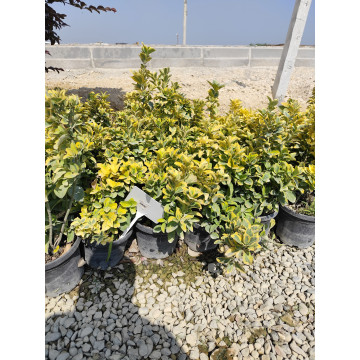 Toprak Botanik Peyzaj Ürünleri