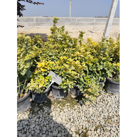 Toprak Botanik Peyzaj Ürünleri