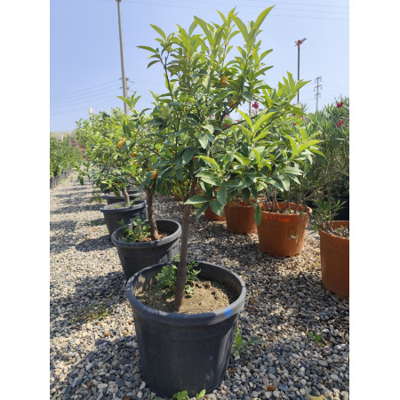 Toprak Botanik Peyzaj Ürünleri