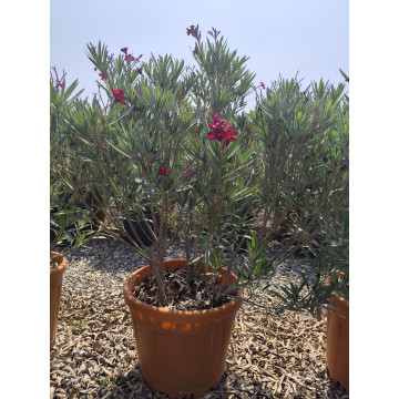 Toprak Botanik Peyzaj Ürünleri