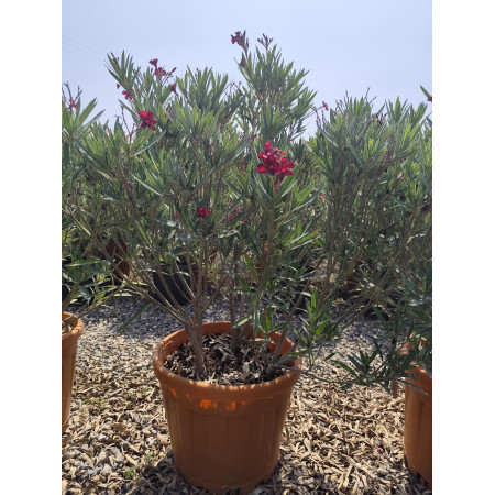 Toprak Botanik Peyzaj Ürünleri