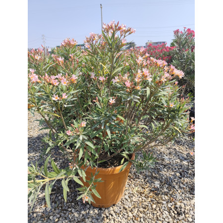 Toprak Botanik Peyzaj Ürünleri